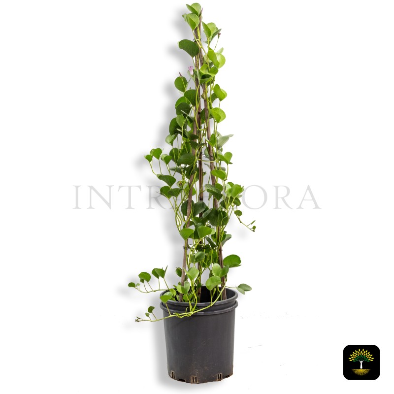 Ipomoea Pes-Caprae (Railroad Vine)