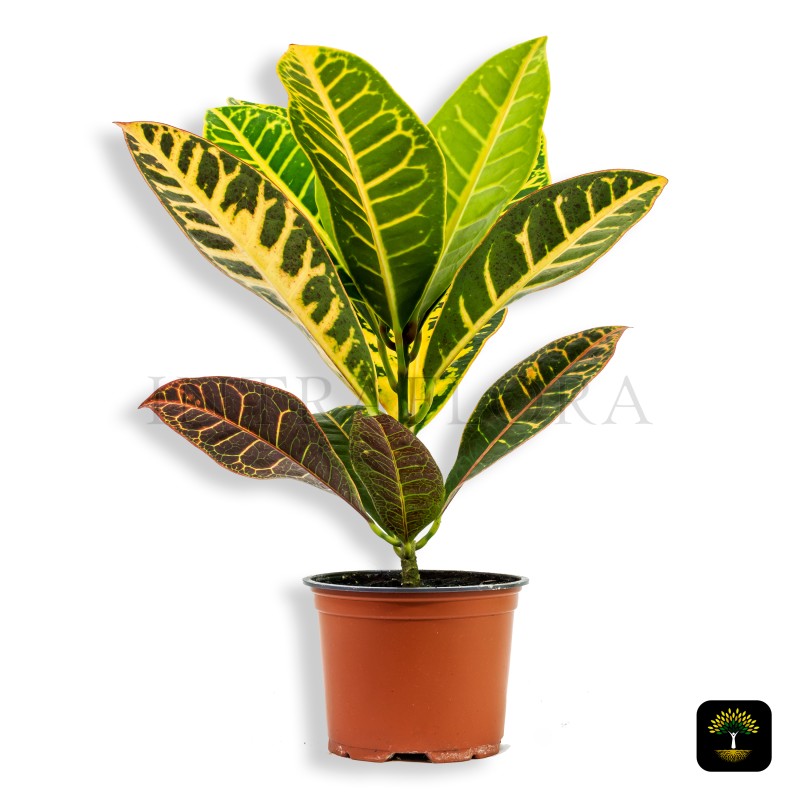 Codiaeum Variegatum Croton