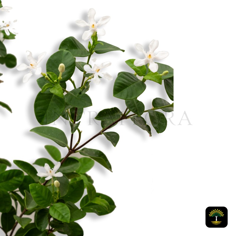 Wrightia Antidysenterica 'Milky Way'