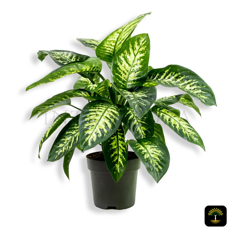 Dieffenbachia Seguine