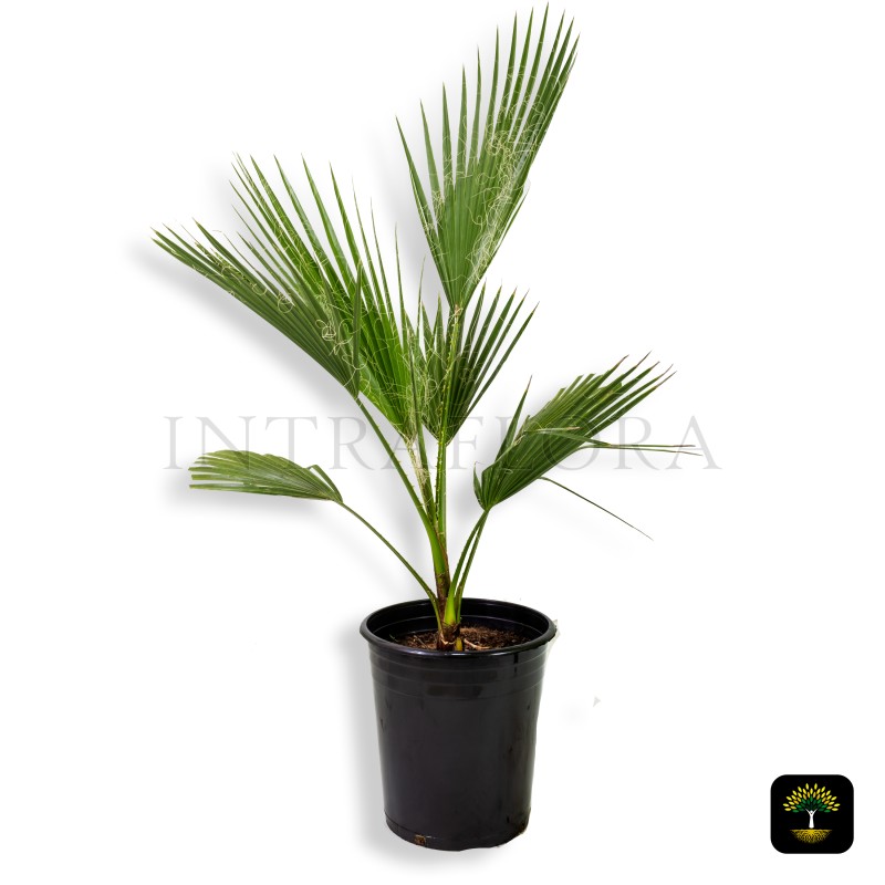 Washingtonia Robusta