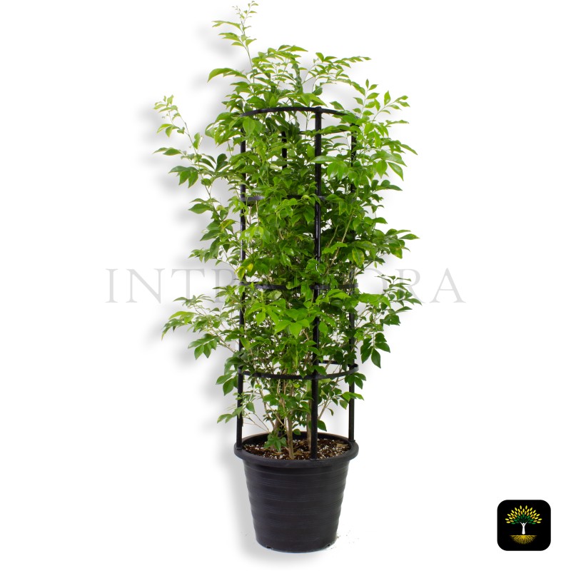 Murraya Paniculata (Jasmine)