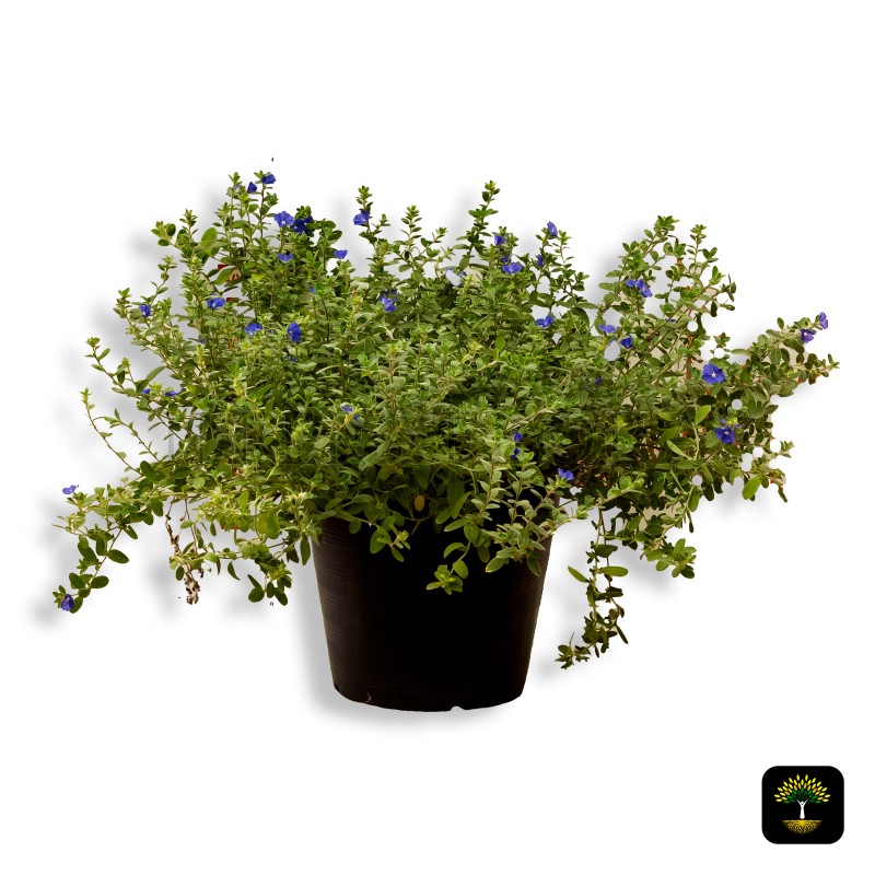 Evolvulus Glomeratus