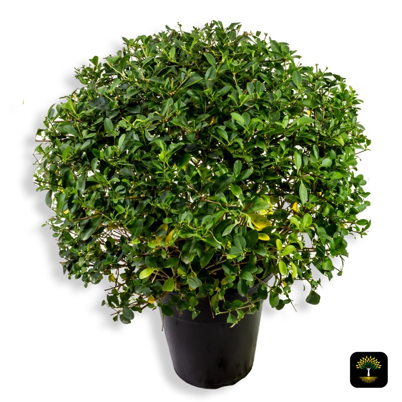 Clerodendrum Inerme Ball Shape