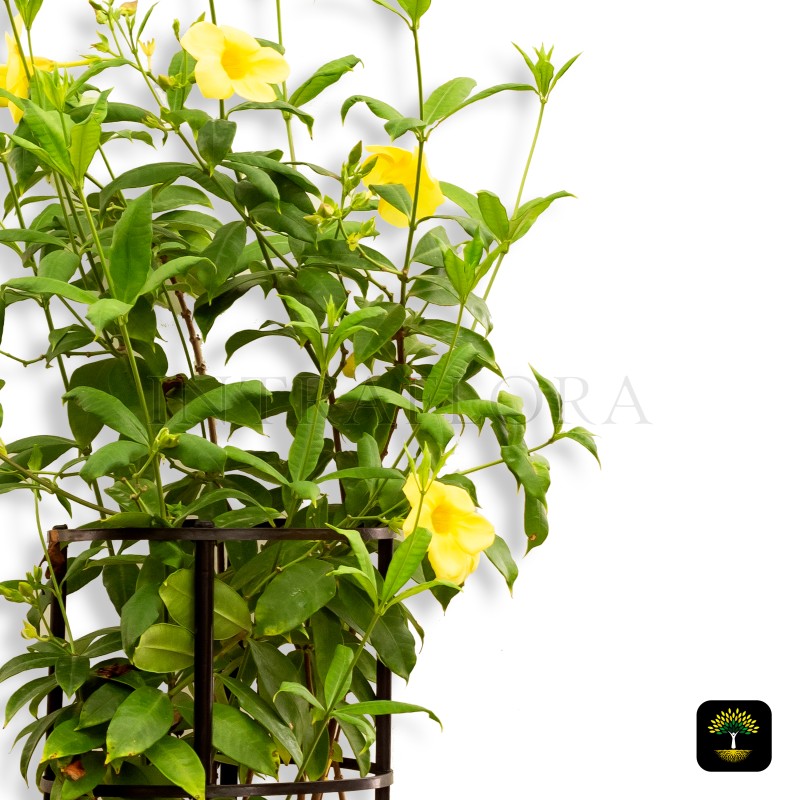 Mandevilla Splendens Yellow