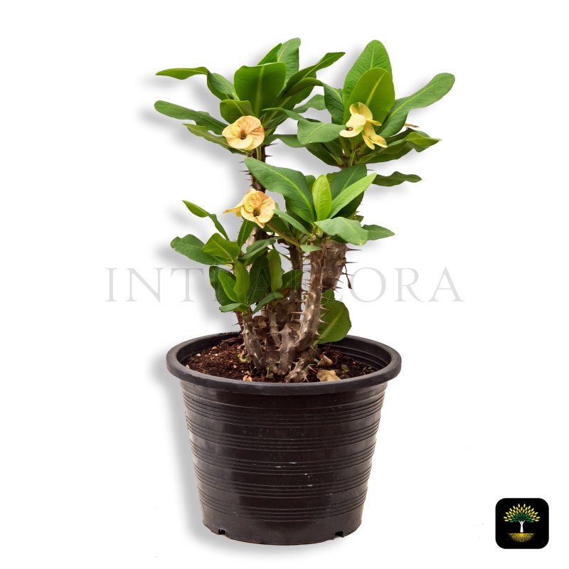 Euphorbia Milii Yellow Small
