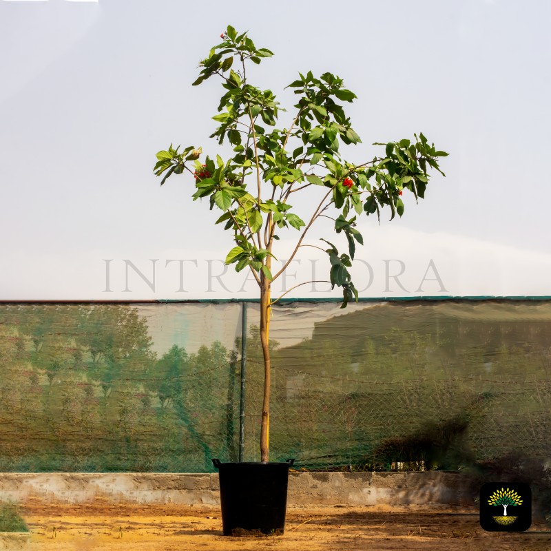 Cordia Sebestena (Geiger Tree)