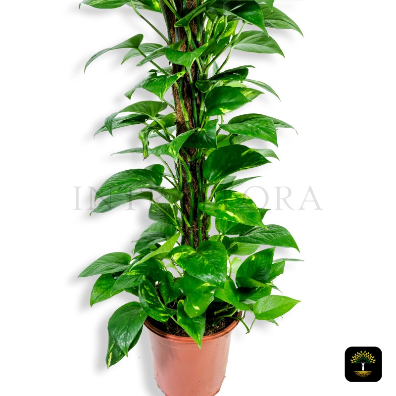 Money Plant (Epipremnum aureum)
