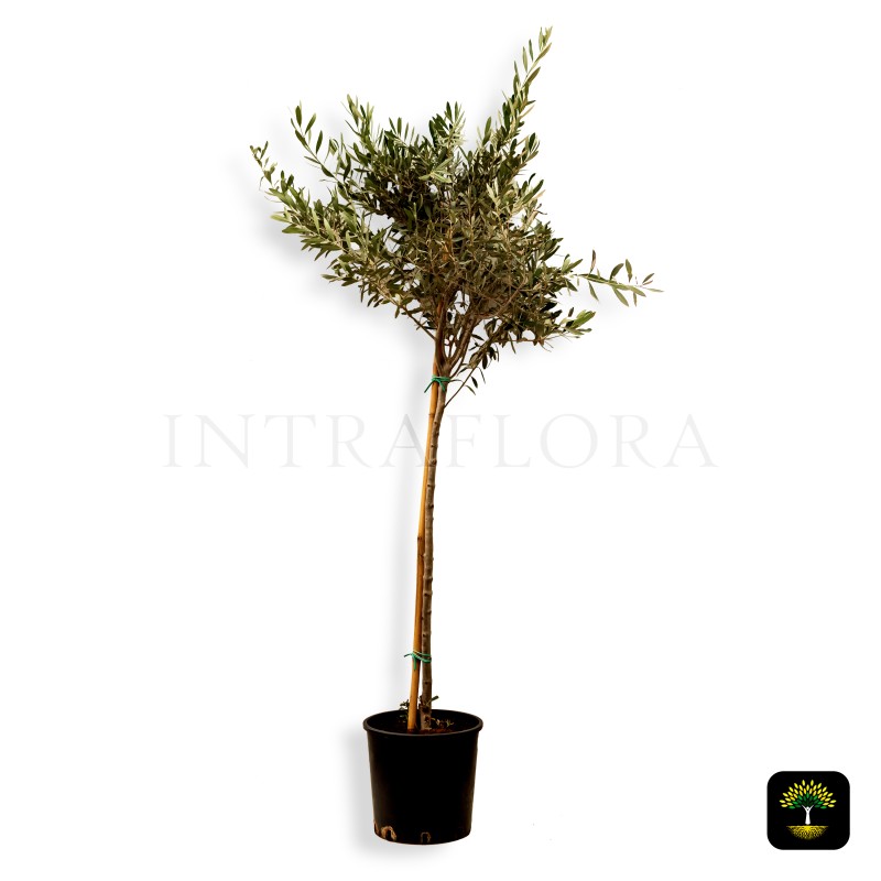 Olea Europea (Olive)
