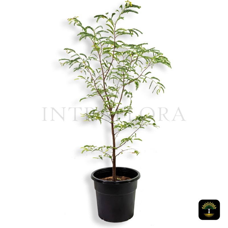 Tamarind (Tamarindus indica)