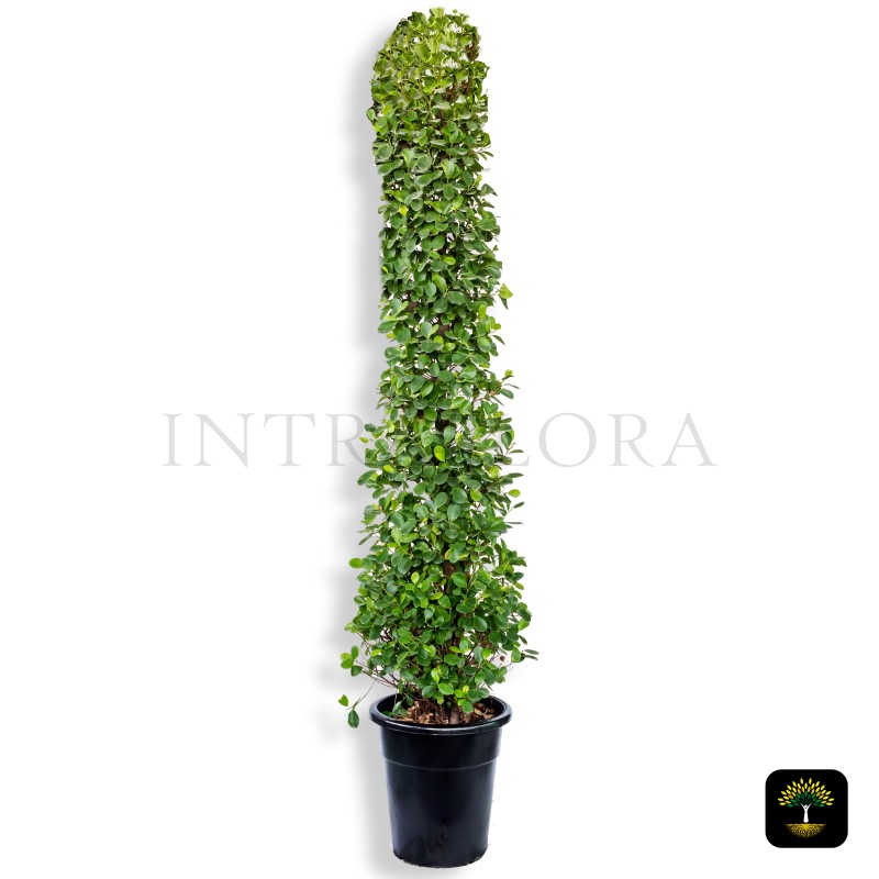 Ficus Panda Old Cone