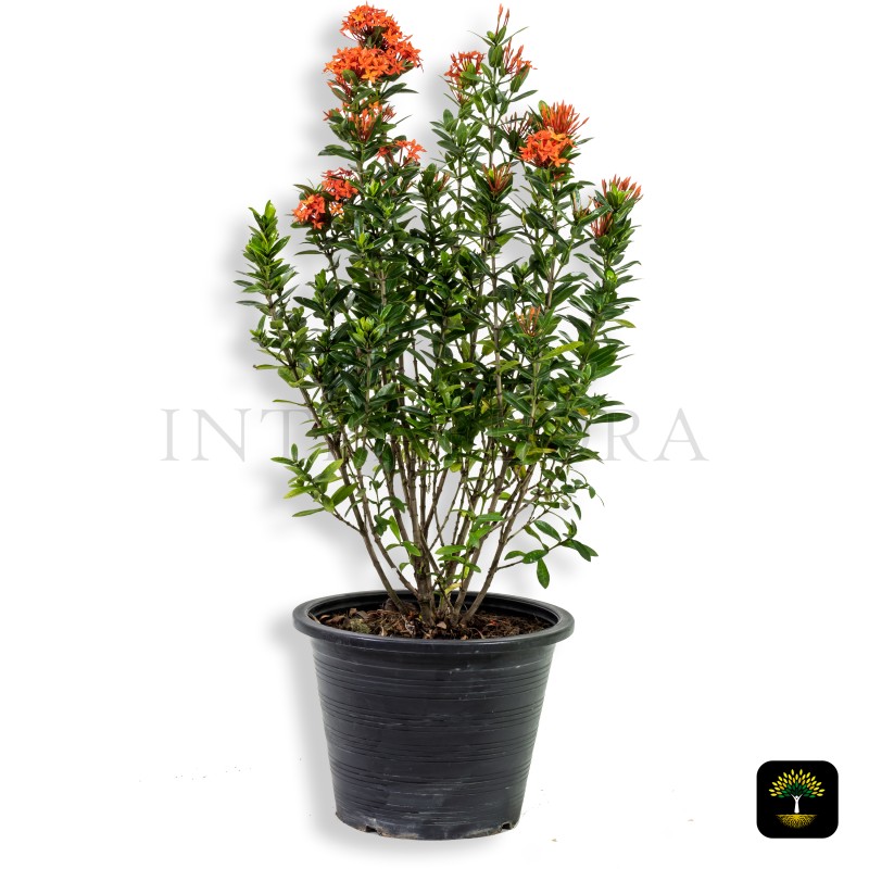 Ixora Chinensis (Orange)