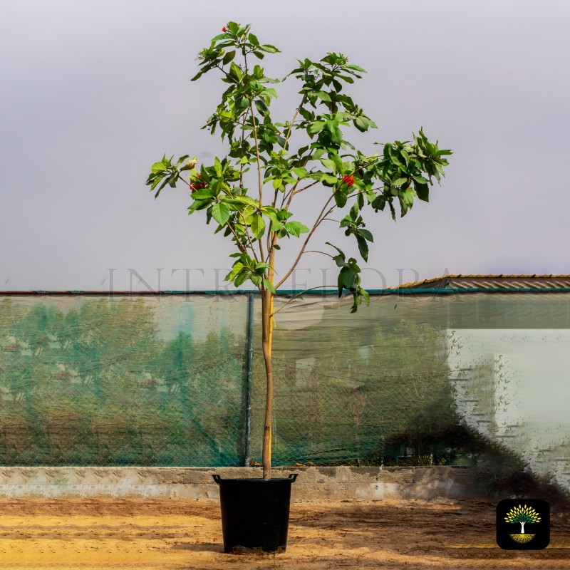 Cordia Sebestena (Geiger Tree)