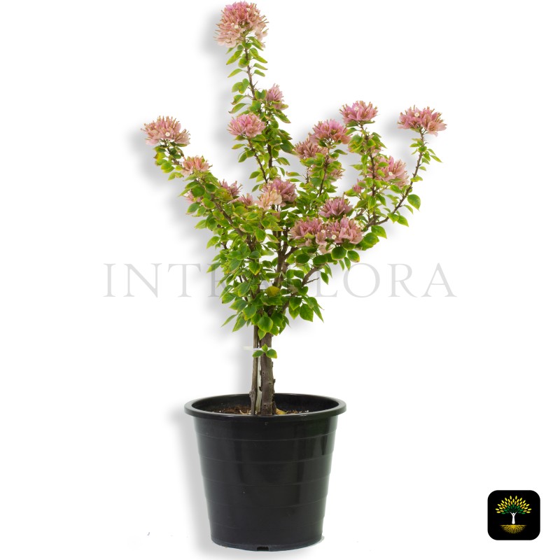 Bougainvillea 'Pink Pixie'