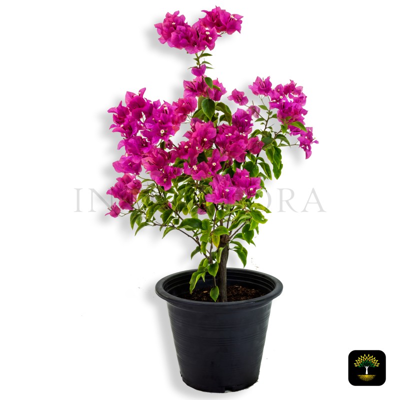 Bougainvillea Spectabilis Pink