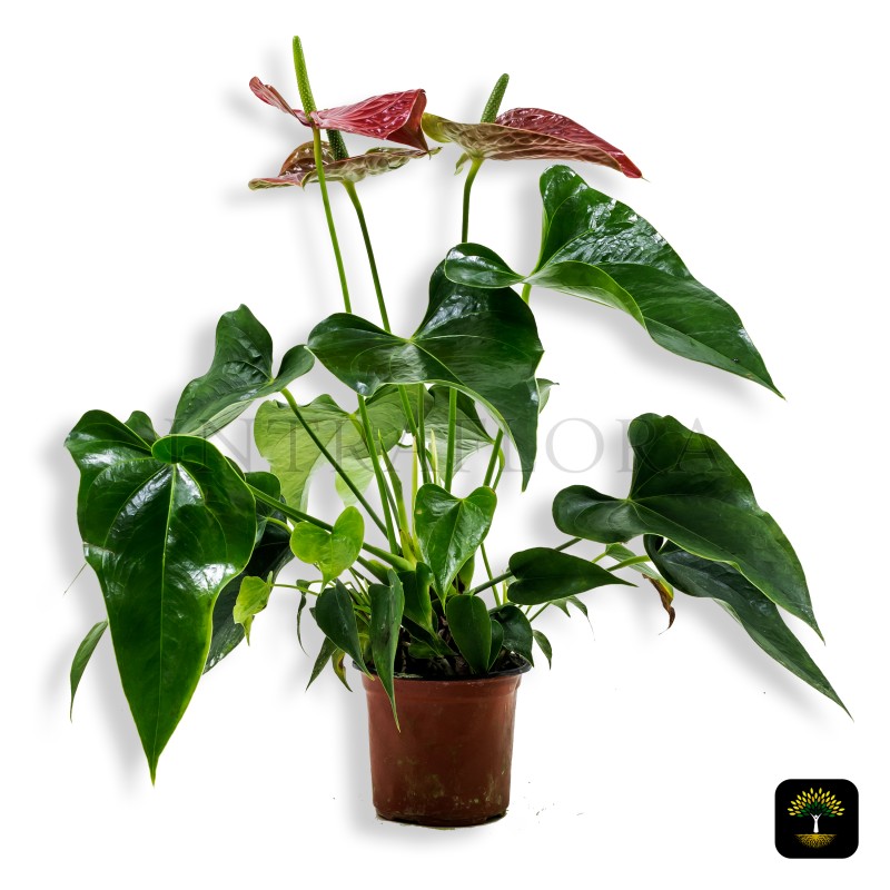 Anthurium Red Flower (Flamingo Lily)