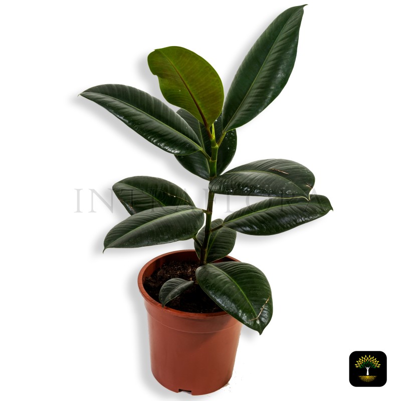 Ficus Robusta (Rubber Plant)