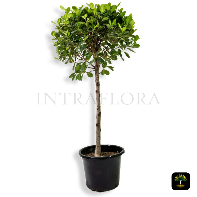 Ficus Panda Single Head