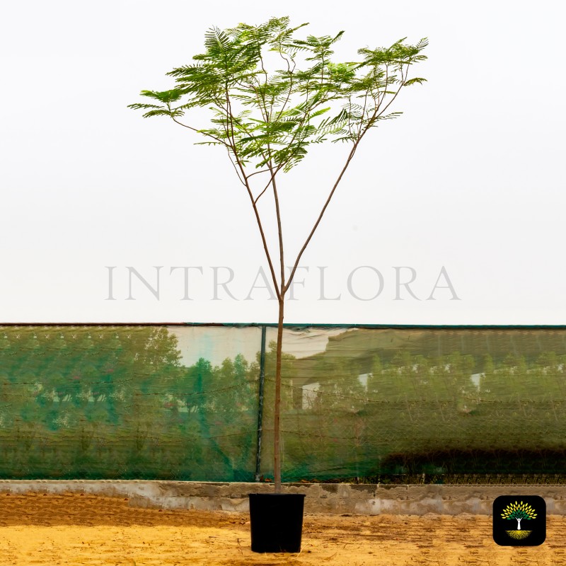 Delonix Regia (Flamboyant Tree)