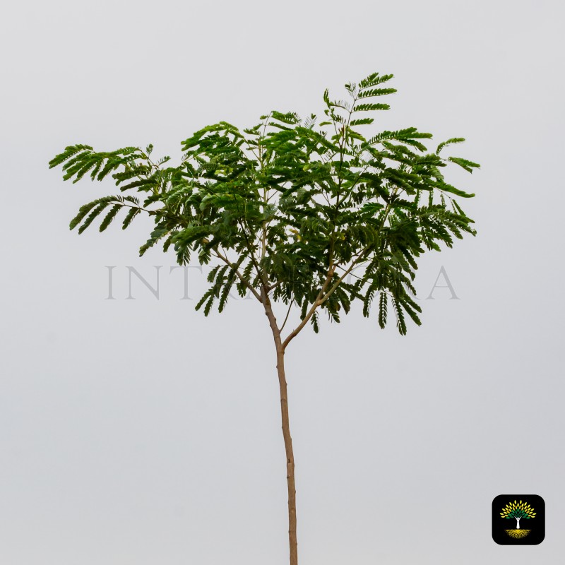 Peltophorum Pterocarpum