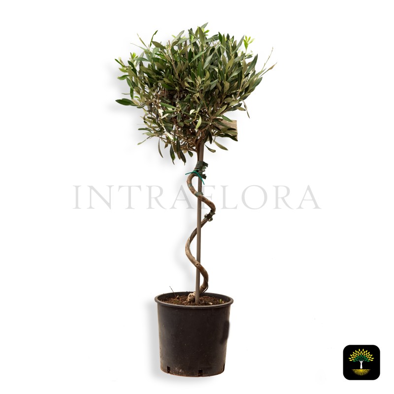 Olea Europea Twisted (Olive)