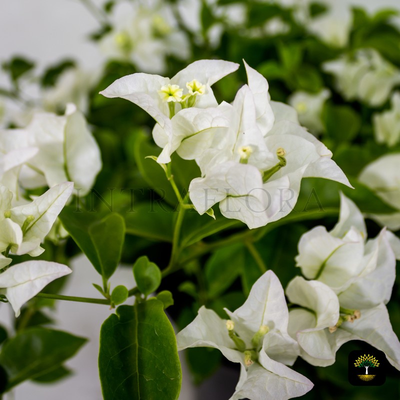 Bougainvillea Alexandra White
