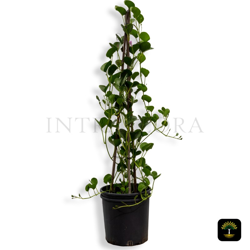 Ipomoea Pes-Caprae (Railroad Vine)