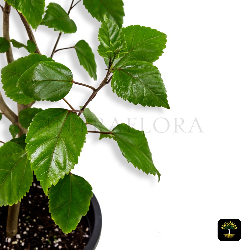 Hibiscus Rosa-Sinensis (Pink)