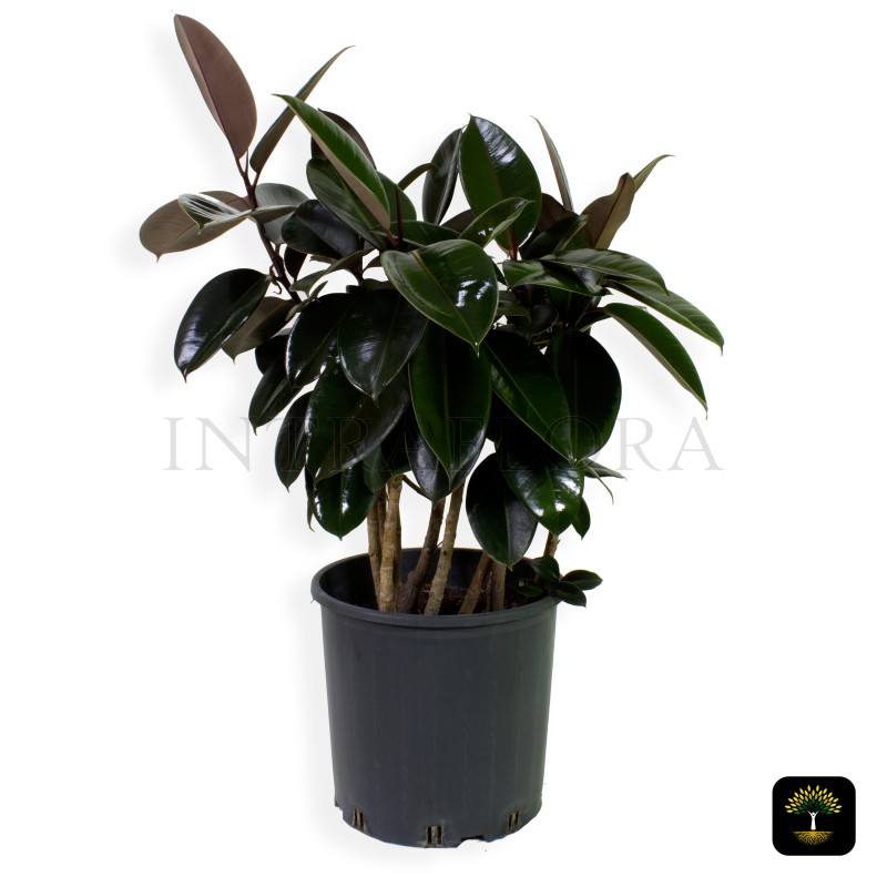 Ficus Elastica (Black Knight) Large