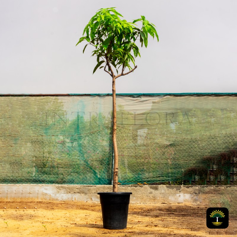 Mangifera Indica (Mango)