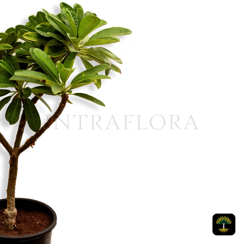 Plumeria Obtusa Dwarf Pink