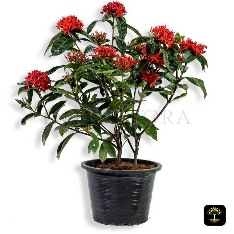 Ixora Coccinea (Red)
