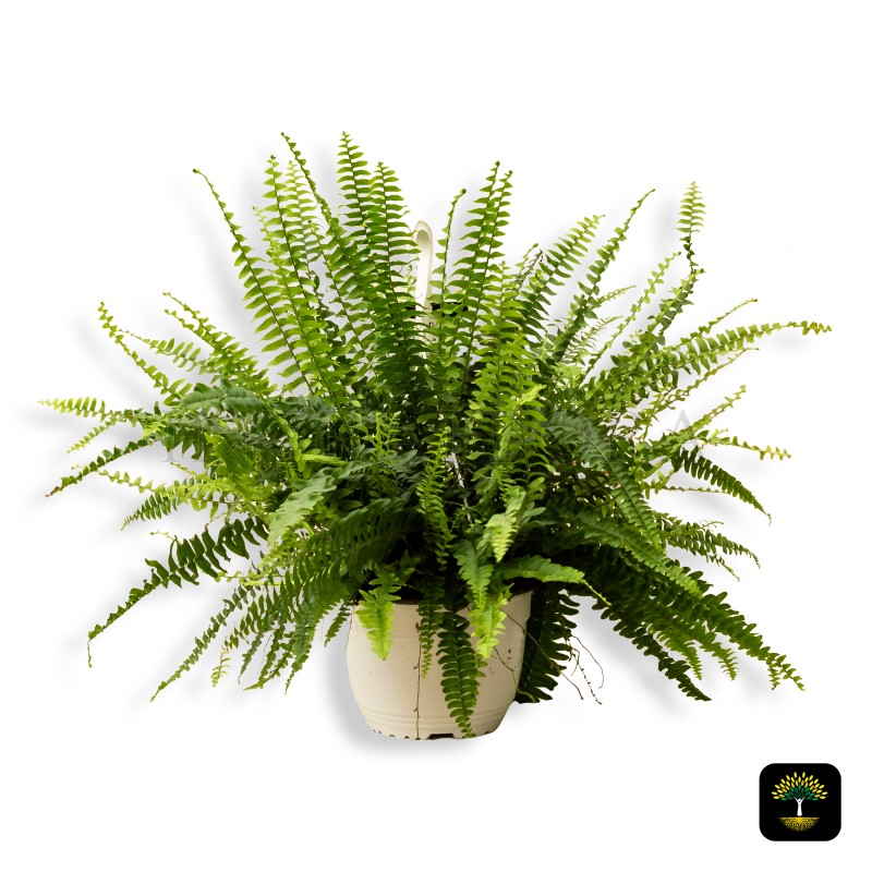 Nephrolepis Exaltata