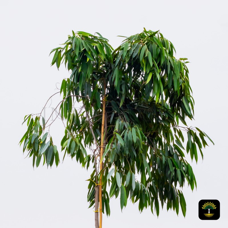 Ficus Amstel Queen (Ficus Benjamina "Amstel Queen")