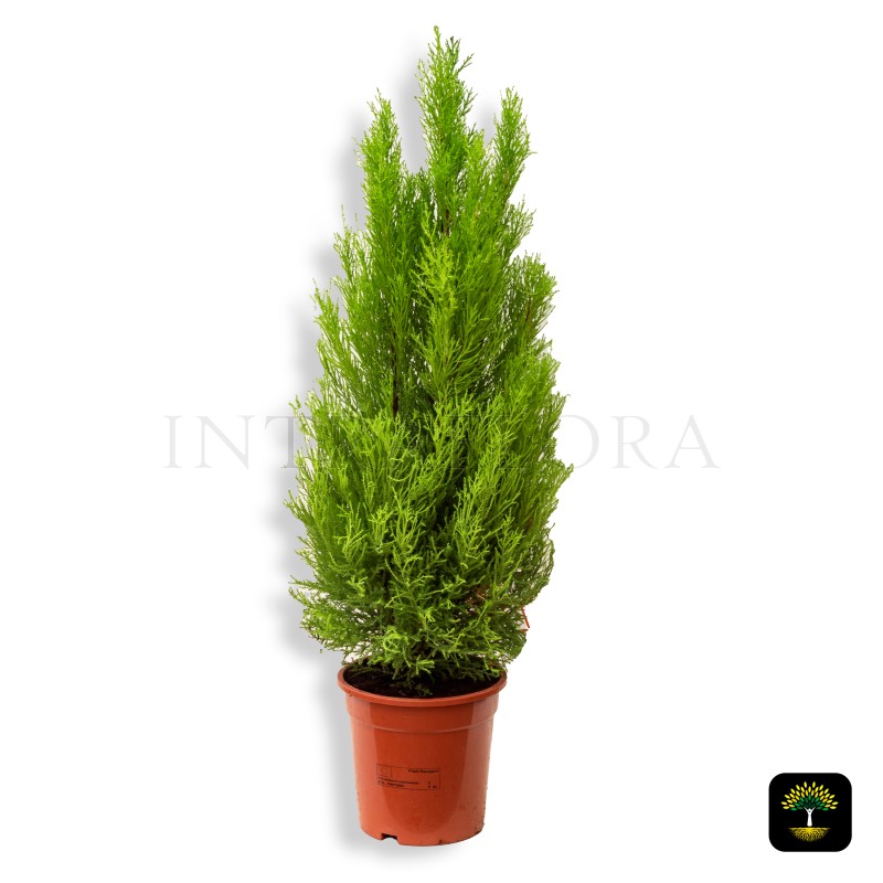 Thuja Occidentalis