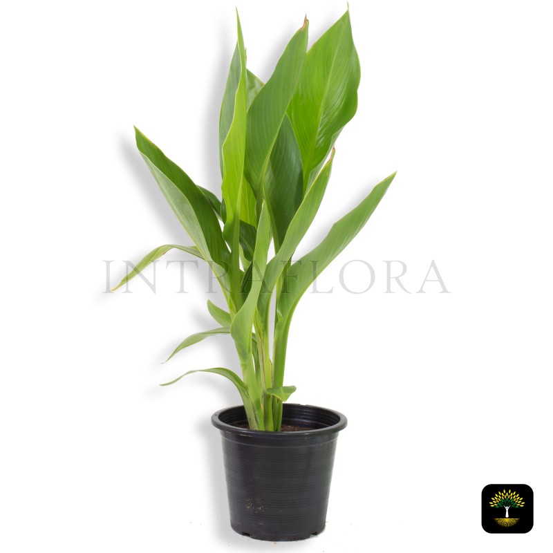 Canna Indica Green