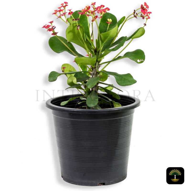 Euphorbia Millii (Crown of Thorns)