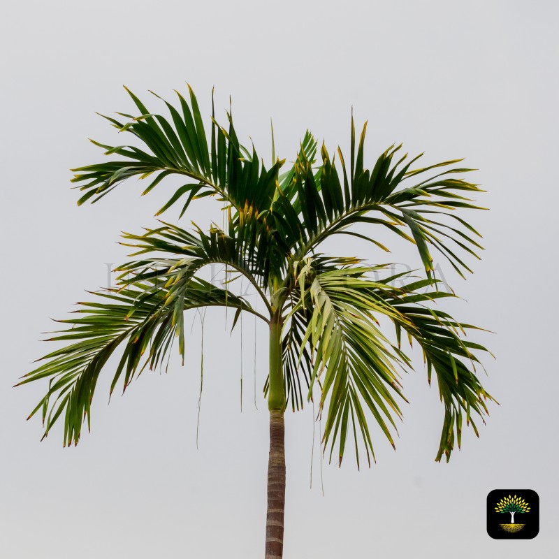 Veitchia merrillii (Manila Palm)