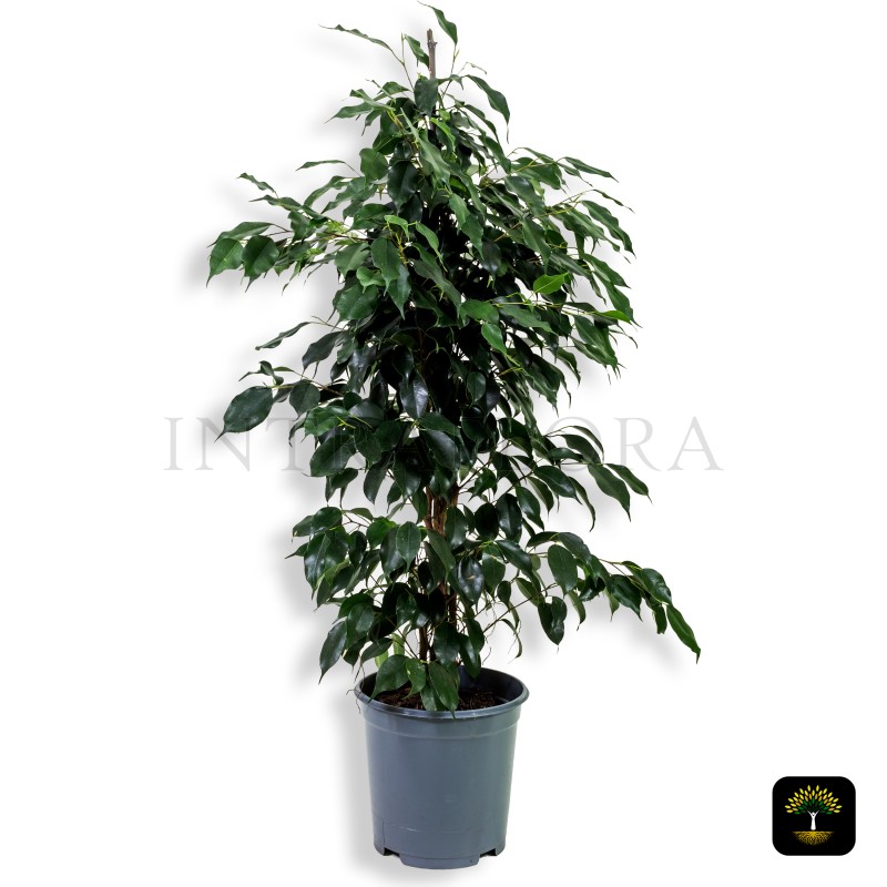 Ficus Benjamina