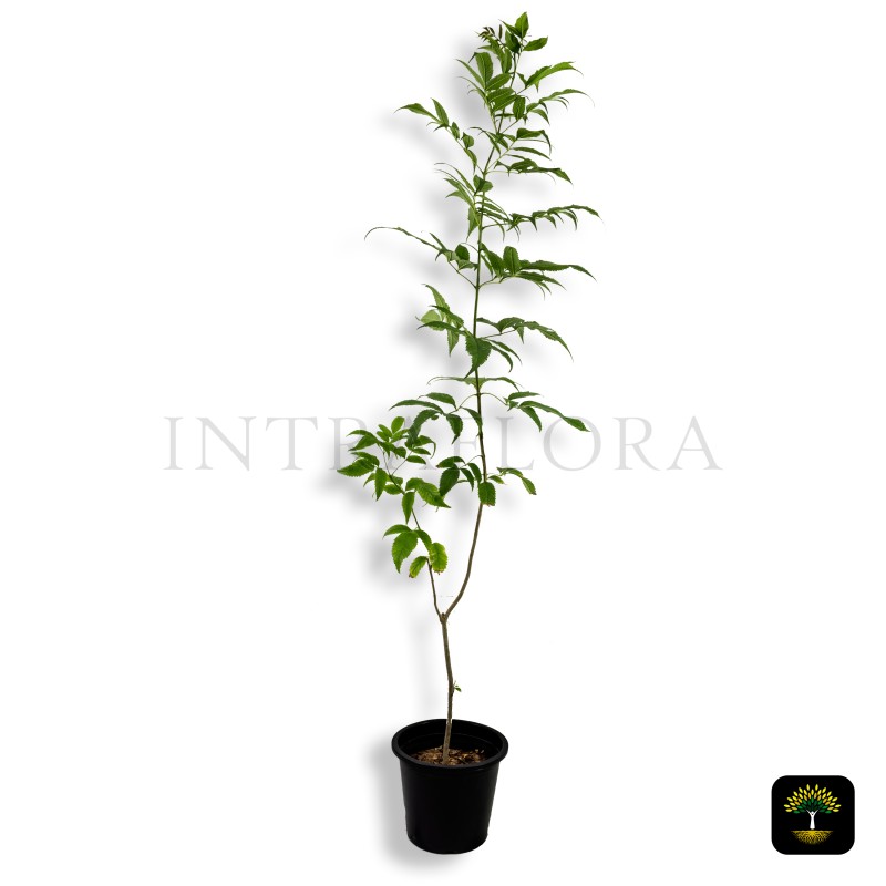 Azadirachta Indica (Neem Tree)