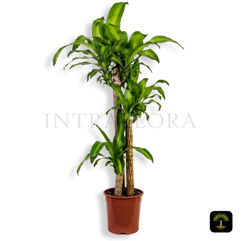 Dracaena Massangeana