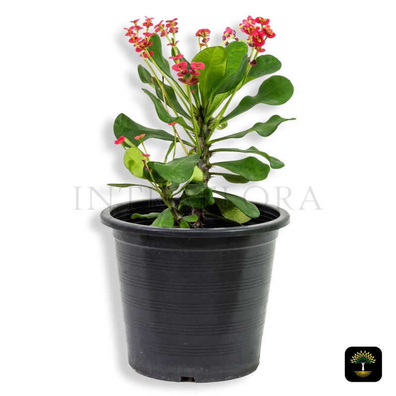 Euphorbia Millii (Crown of Thorns)