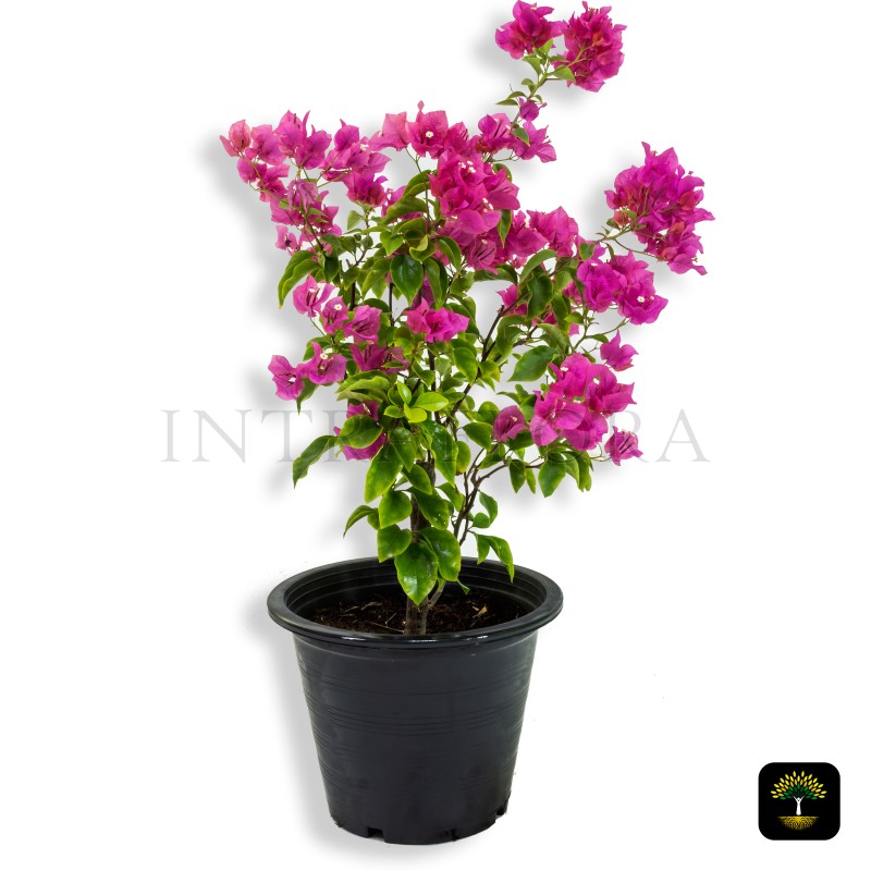 Bougainvillea Spectabilis Pink
