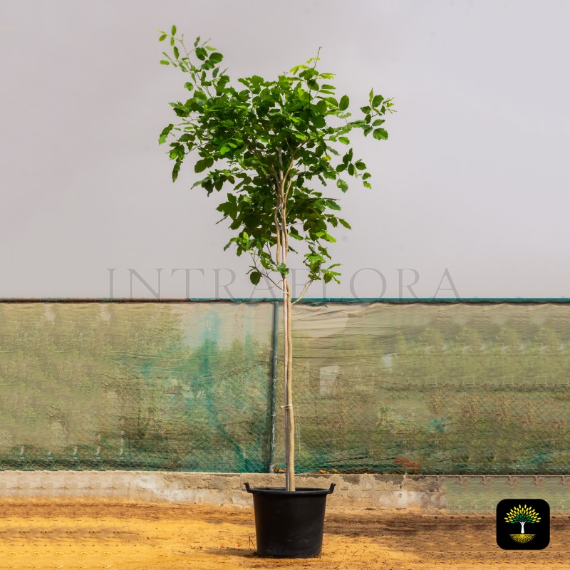 Pongamia Glabra (Karanja Tree)