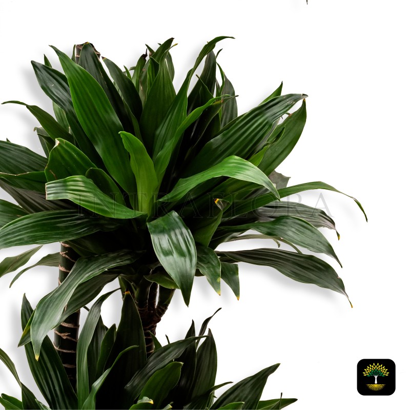 Dracaena Fragrans Compacta