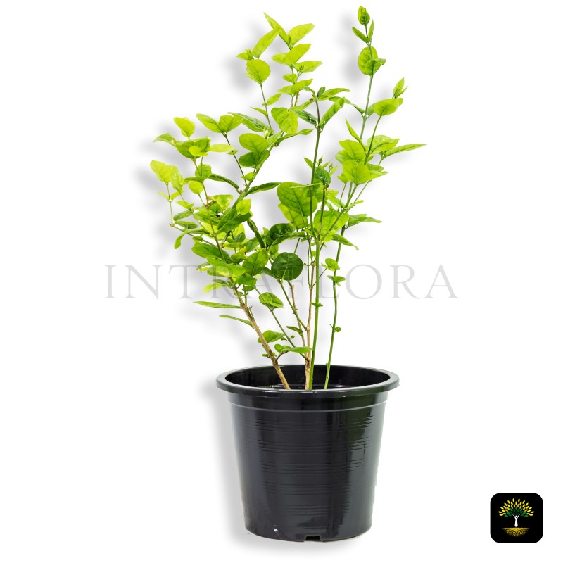 Jasminum Sambac (Arabian Jasmine)