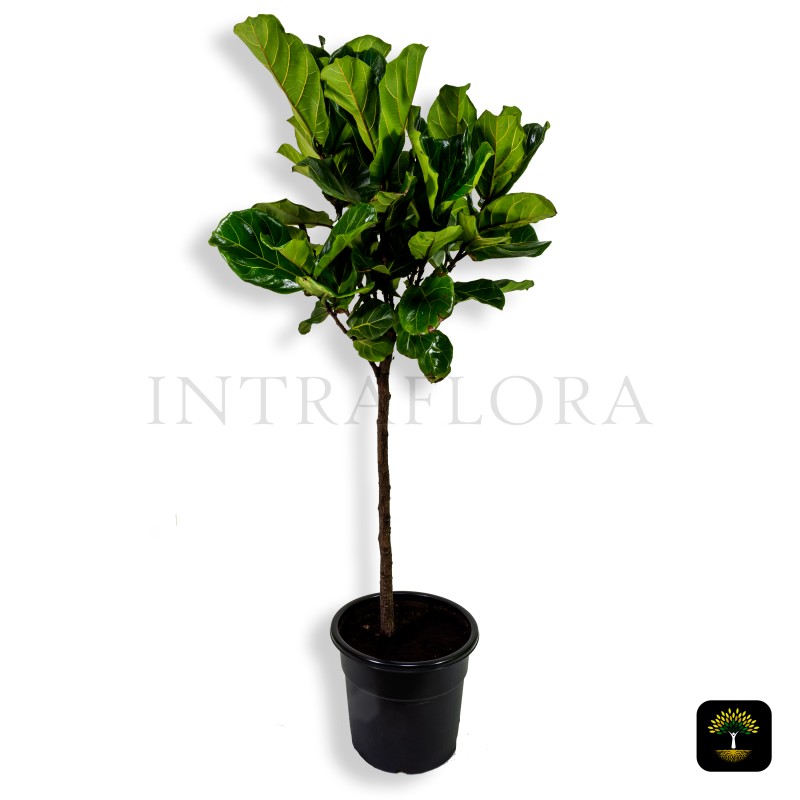 Ficus Lyrata Large