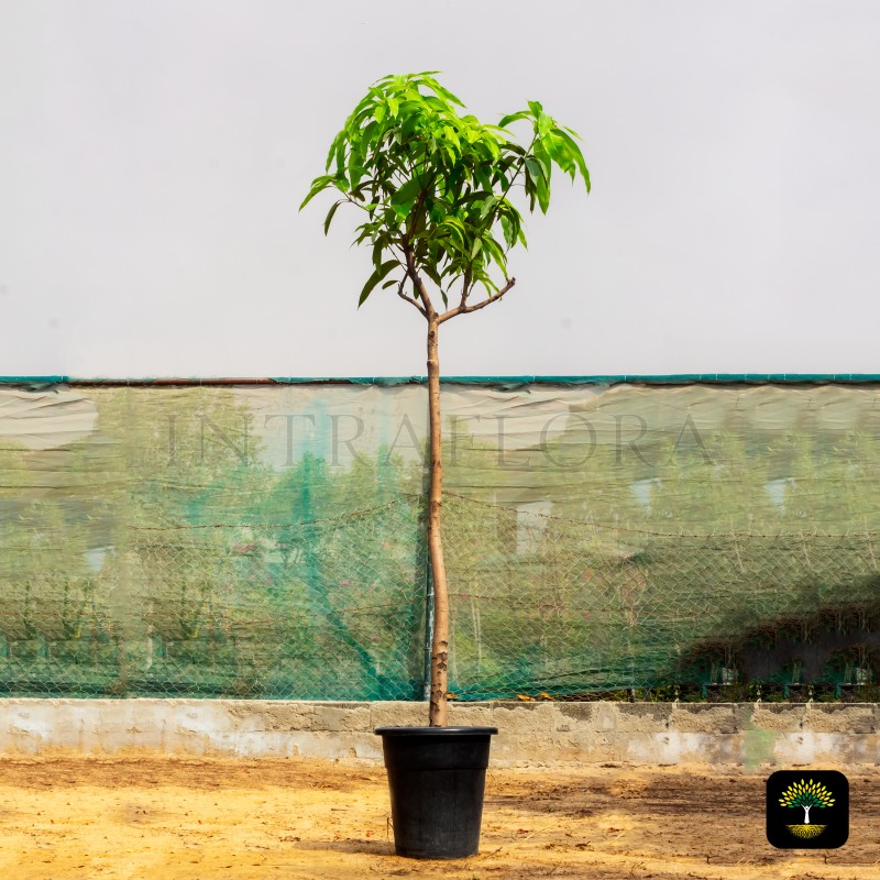 Mangifera Indica (Mango)