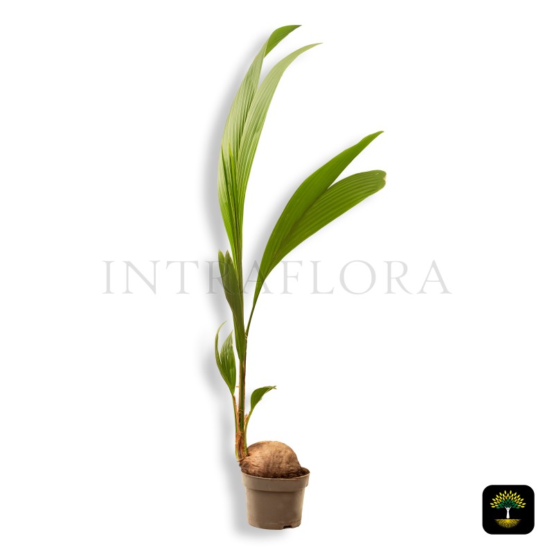 Cocos Nucifera (Coconut Palm)