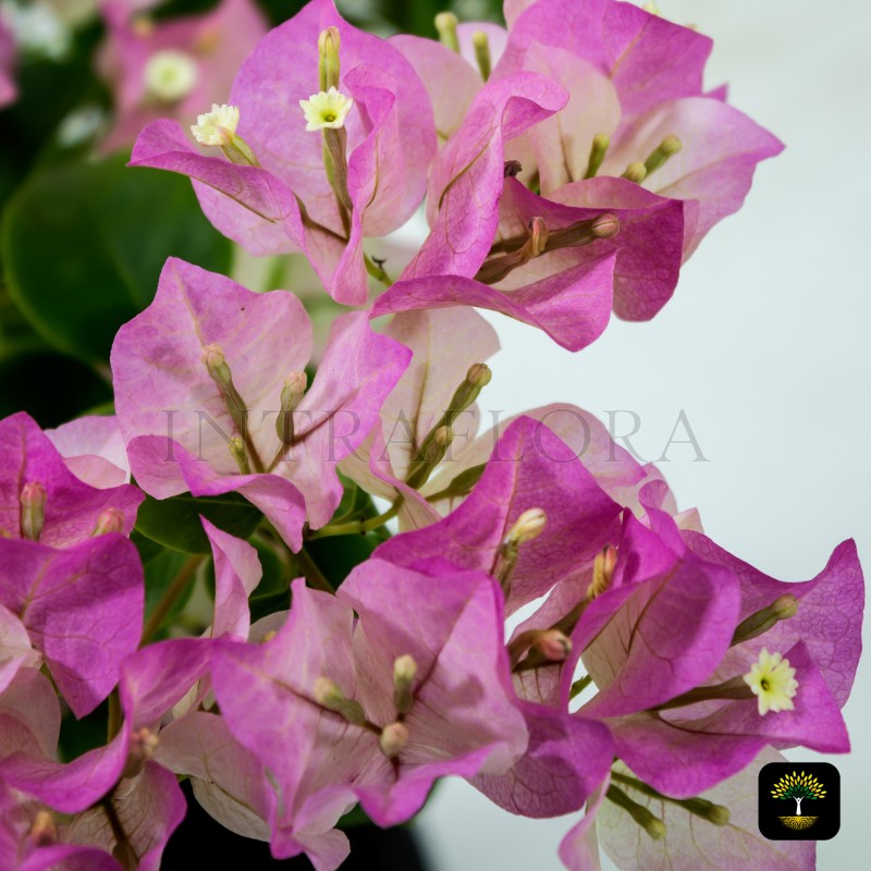 Bougainvillea Spectabilis 'Coco Ice' Small
